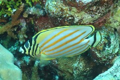 Chaetodon ornatissimus