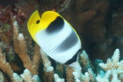 Chaetodon ulietensis