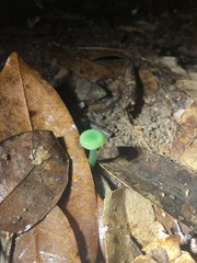 Gliophorus
