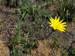 Gazania krebsiana