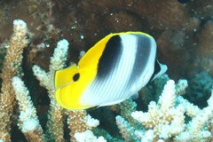 Chaetodon ulietensis