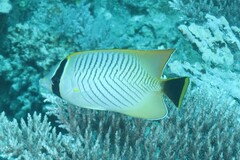 Chaetodon trifascialis