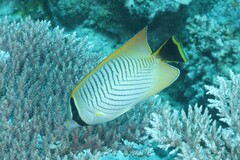 Chaetodon trifascialis