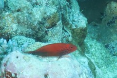 Paracirrhites forsteri