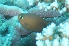 Pycnochromis atripes
