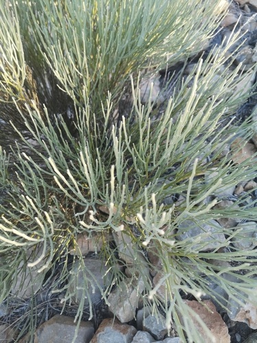 Cytisus supranubius (Cytisus supranubius)
