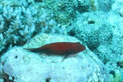Paracirrhites forsteri
