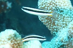 Thalassoma amblycephalus