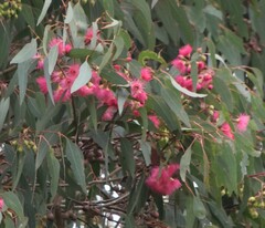 Corymbia ficifolia