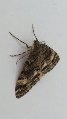 Pseudocoremia indistincta