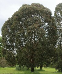 Corymbia ficifolia