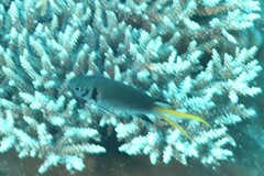 Chromis xanthura