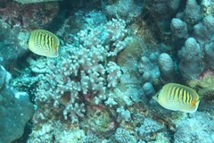 Chaetodon punctatofasciatus