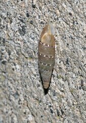 Papillifera papillaris