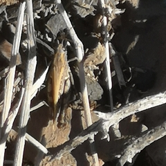 Calliptamus plebeius