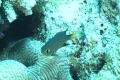 Pycnochromis atripes
