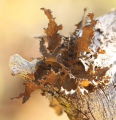 Tuckermanopsis chlorophylla