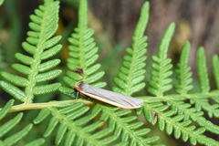 Palaeosia bicosta