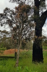 Melaleuca citrina