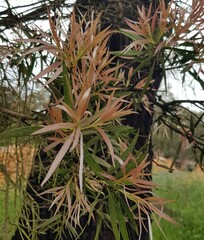 Melaleuca citrina