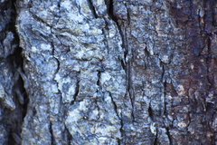 Camponotus suffusus bendigensis