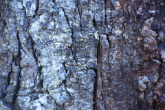 Camponotus suffusus bendigensis