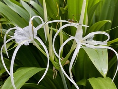Hymenocallis
