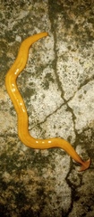Bipaliinae