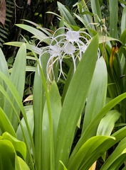 Hymenocallis