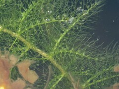 Utricularia aurea
