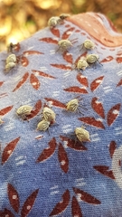 Metcalfiella