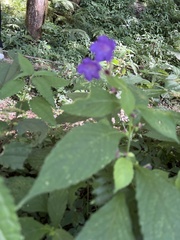 Strobilanthes formosana