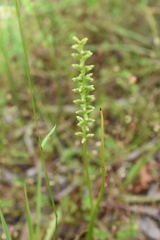 Microtis unifolia
