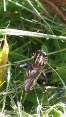 Orthoprosopa bilineata