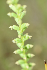 Microtis unifolia