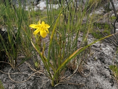 Moraea ramosissima