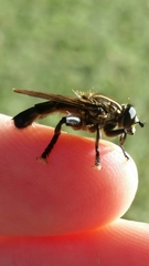 Orthoprosopa bilineata
