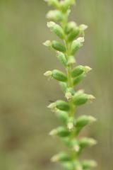 Microtis unifolia