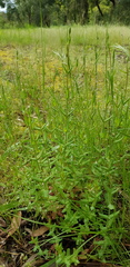 Hypericum gramineum