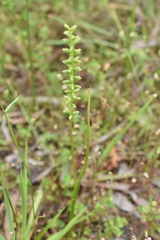Microtis unifolia