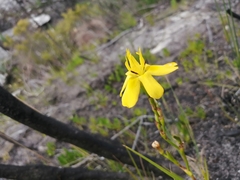 Moraea ramosissima