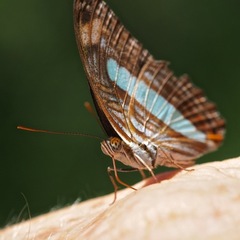 Adelpha iphiclus iphiclus