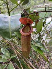 Nepenthes mirabilis
