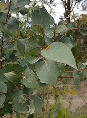 Eucalyptus cinerea