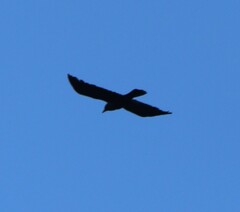 Corvus mellori