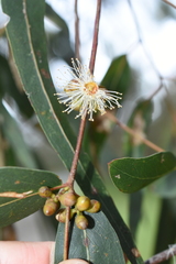 Eucalyptus viminalis