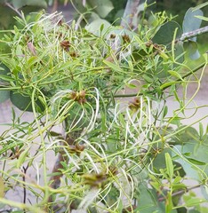Clematis microphylla