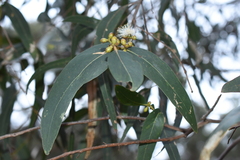 Eucalyptus viminalis