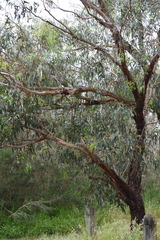 Eucalyptus viminalis
