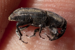 Sphenophorus